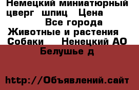 Немецкий миниатюрный(цверг) шпиц › Цена ­ 50 000 - Все города Животные и растения » Собаки   . Ненецкий АО,Белушье д.